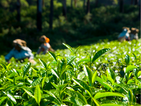 What Makes Ceylon Tea So Special?